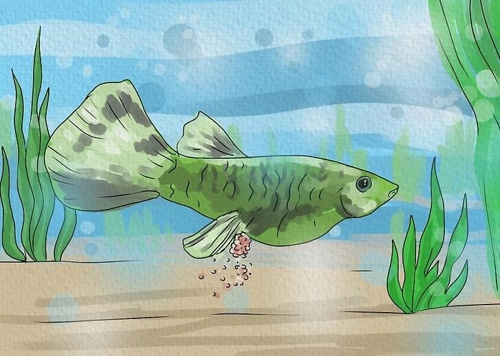 ікра риби