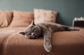 сонник котенок