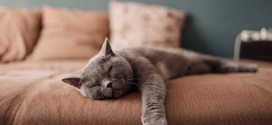 сонник котенок