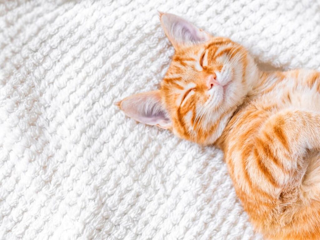 сонник котята